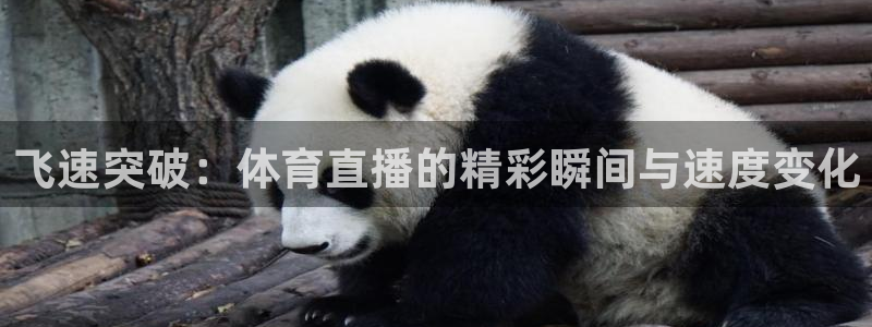 88看球免费直播官网：飞速突破：体育直播的精彩瞬间与速度变化
